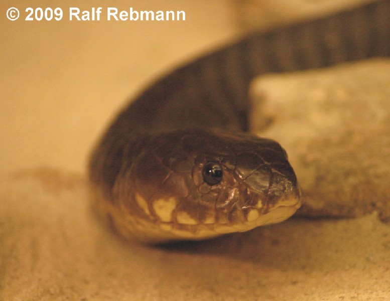 Naja annulifera Bild06